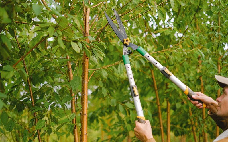 Tree trimming in Fairwater, WI