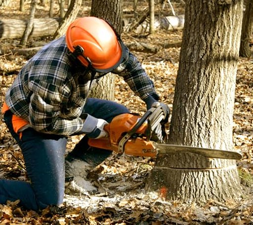 Tree Removal in Fairwater, WI